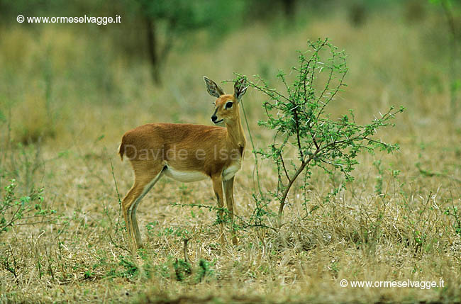 Steenbok 20-23-01